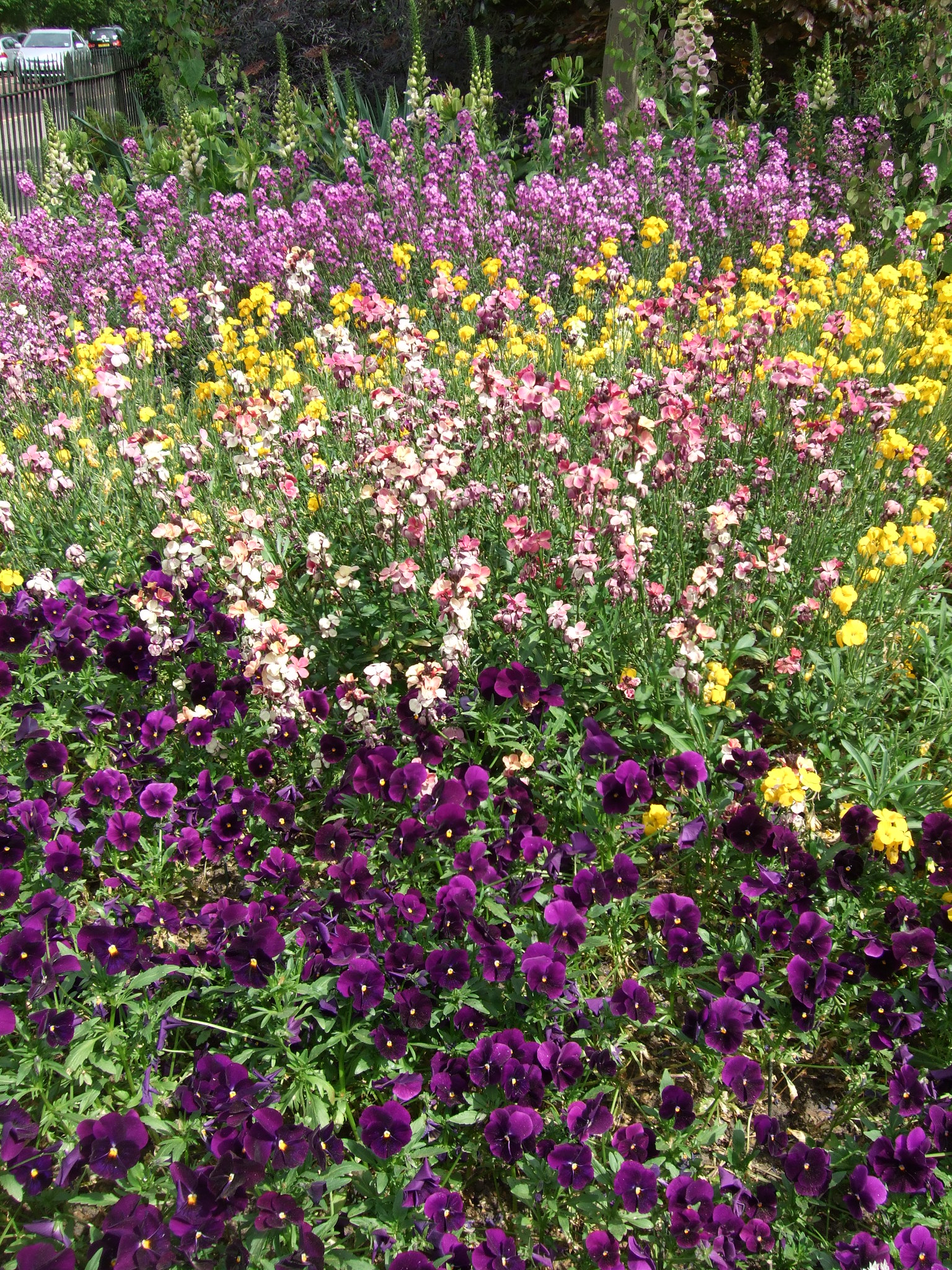 Flowers in Hyde Park, London England
